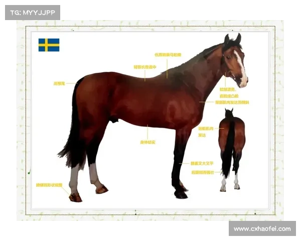 马的脚趾结构解析及其与其他动物脚部结构的异同
