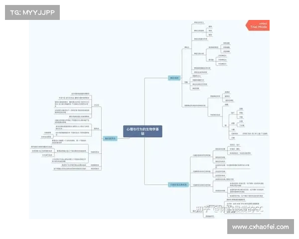 为什么看似无意义的网站能吸引大量访问者背后的心理和行为动因分析